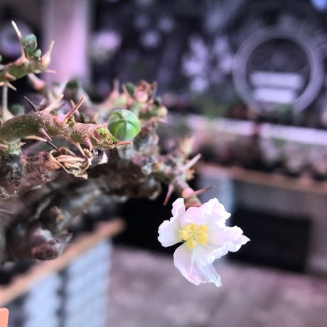 sarcocaulon  vanderietiae《L size》※現地球発根済株※サルコカウロン種‼︎夏型※店主国内管理4年株‼︎※wild枝振り良樹形※mad  black  pot植え