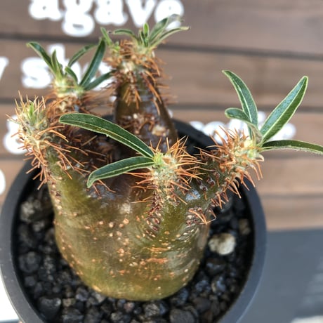 pachypodium  gracilius《大きめS size》激希少‼︎極green肌&赤棘※現地球発根済株※店主国内管理2年株※短枝ぼってり樹形＆枝振りも◎※mad black pot植え