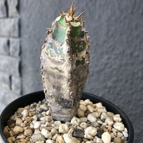 euphorbia    neohumbertii《噴炎竜》