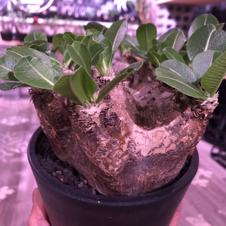 packypodium   roslatum var. eburneum（L size）※発根済み株‼︎ wildでblackな荒々しい装い‼︎※店主管理5年株‼︎※mad black pot植え