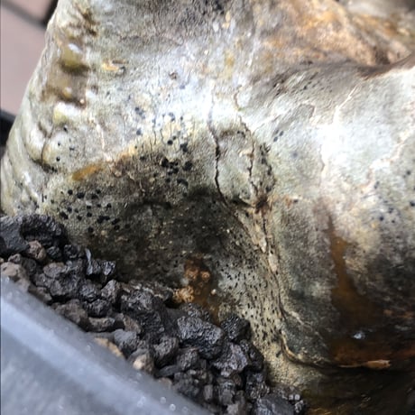 pachypodium gracilius《L size》※現地球発根後店主国内管理4年株※ぼってり偏平樹形にガクガク枝振りが堪らない一株‼︎※mad black bowl pot植え