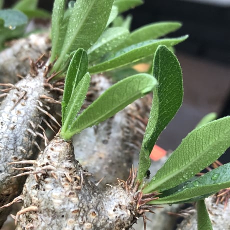 pachypodium brevicalyx《L size》※現地球発根後店主国内管理5年株※枝振り良く全体バランスも良きブレビらしい低重心※mad black bowl pot植え