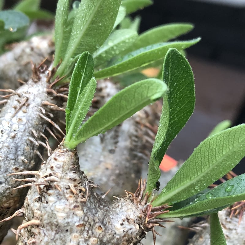 pachypodium brevicalyx《L size》※現地球発根後店主国内管理5年 pachypodium brevicalyx《L size》※現地球発根後店主国内管理5年
