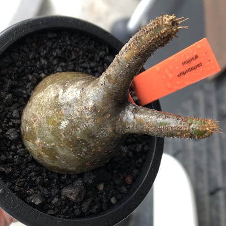 pachypodium gracilius《小さめS size》一部green肌株※現地球発根後店主国内管理2年株※小振りで丸々としたかわいいグラキ※mad black pot植え