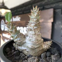 pachypodium windsorii《M size》※選抜littmon seed🌱※weight低き極ぼってり株元&枝振りも◎良樹形※mad black pot植え