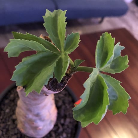 cyphostemma  betiforme《M  size》ボコボコが堪らない‼︎大変人気なベティフォルメ　※mad black pot植え