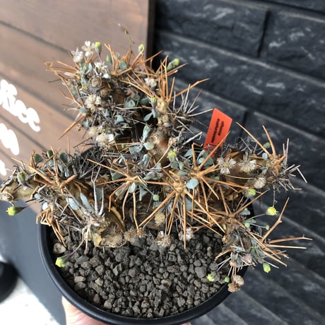 othonna  euphorbioides《L L size》※現地球発根後店主国内管理6年株※極太幹のどっしり構え&良枝振りvolume満点樹形※mad black pot植え