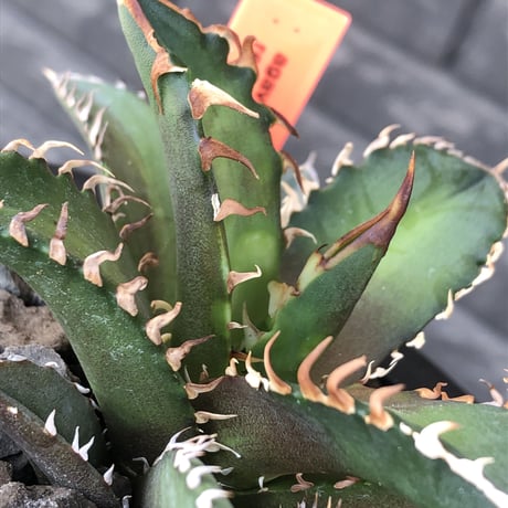agave titanota redcatweezle 《小さめM size》※現地球発根後店主国内管理1年株※締まりも良くbalanceの取れた赤猫※mad black bowl pot植え
