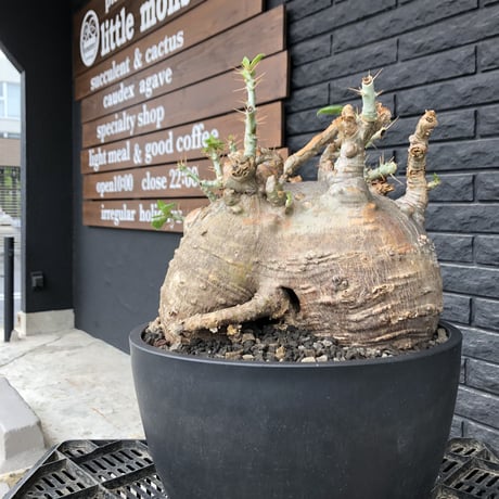 packypodium  saundersii《XL  size》現地球発根済株※店主国内管理6年株※big monster‼️年代物wild木質化驚愕株‼︎※mad black bowl pot植え