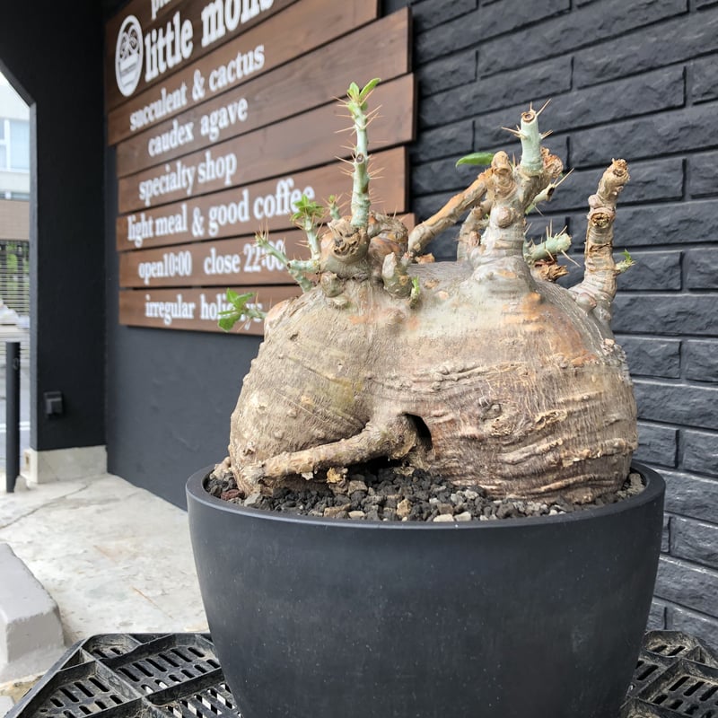 packypodium saundersii《XL size》現地球発根済株※店主国内管理