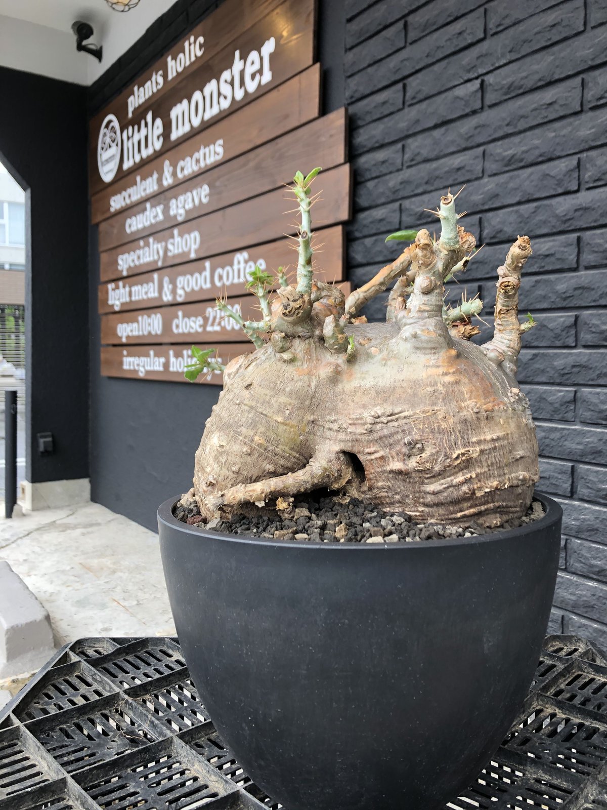 packypodium saundersii《XL size》現地球発根済株※店主国内管理