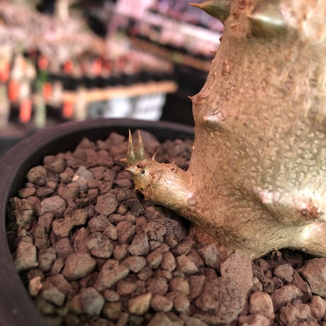 pachypodium  baronii《小さめL size》※激希少‼︎現地球発根済株※現地らしい荒いstuds棘に肌質‼︎確定枝を持ちweight低めな良樹形※mad black pot植え