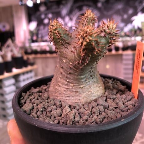 packypodium   makayense《S size》※現地球発根済株‼︎ ※透けたグリーン肌質に&赤みの強い棘が堪らないでっぷり可愛いマカイ‼︎※mad black bowl pot植え
