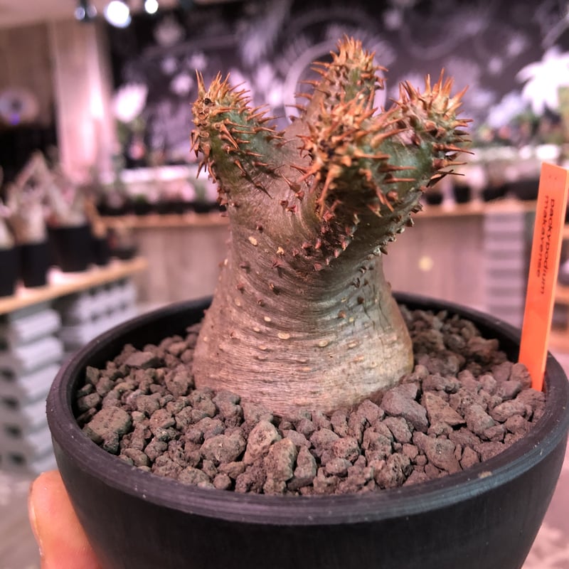 packypodium makayense《S size》※現地球発根済株‼︎ ※透けたグ