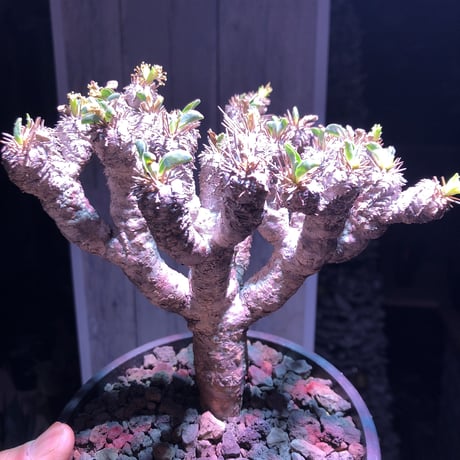 euphorbia     gullaumniana《M size》