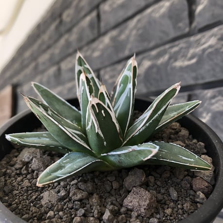 agave  笹の雪《大きめS size》※現地球発根後店主国内管理1年株※小振りでも締まり良き育て甲斐ある一株※mad black pot植え