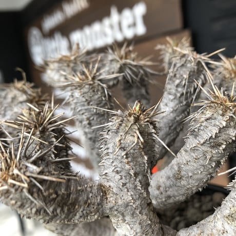 euphorbia  guillauminiana《M size》※現地球発根済株※店主国内管理4年株※溶岩質の土壌育ちの現地球株らしい表皮＆太め枝振りが堪らない※mad black pot植え