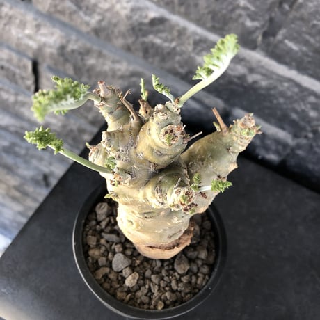 pelargonium carnosum《L size》極太幹&エグレ株※現地球発根後店主国内管理6年株※極太幹且つボコボコ感が大変wildな冬型種‼︎※mad black pot植え
