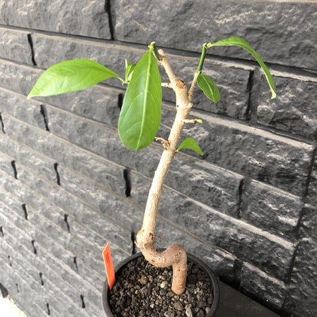 adansonia  digitata （バオバブの木）《M size》 ※発根済株※冬季もしっかり管理した小さめでも丈の締まった成長が大変楽しみなバオバブ※mad  black  pot植え