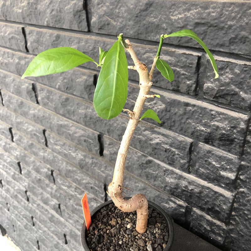 adansonia digitata （バオバブの木）《M size》 ※発根済株※冬季もし