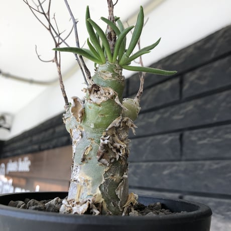 tylecodon  reticulatus《M size》※現地球発根済株※店主国内管理4年株※棘も多く残っており幹太めな味深き一株‼︎美しさ &impact絶大※mad black pot植え