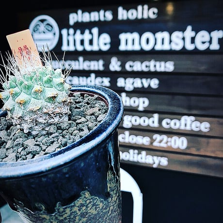 STORES サボテンの検索結果