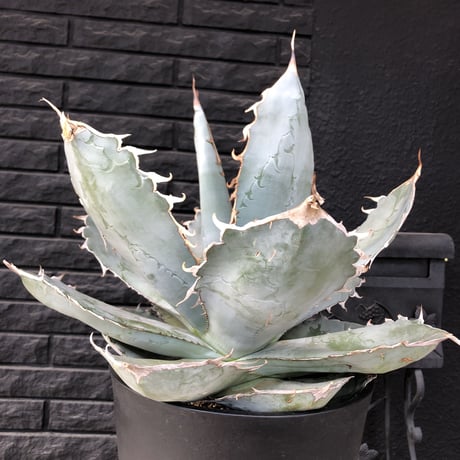 agave  titanota whiteice《大きめLL size》※現地球発根済株※美しく肉厚の葉にその名の通り白棘とのcontrastが堪らないbig株‼︎地植え可能‼︎