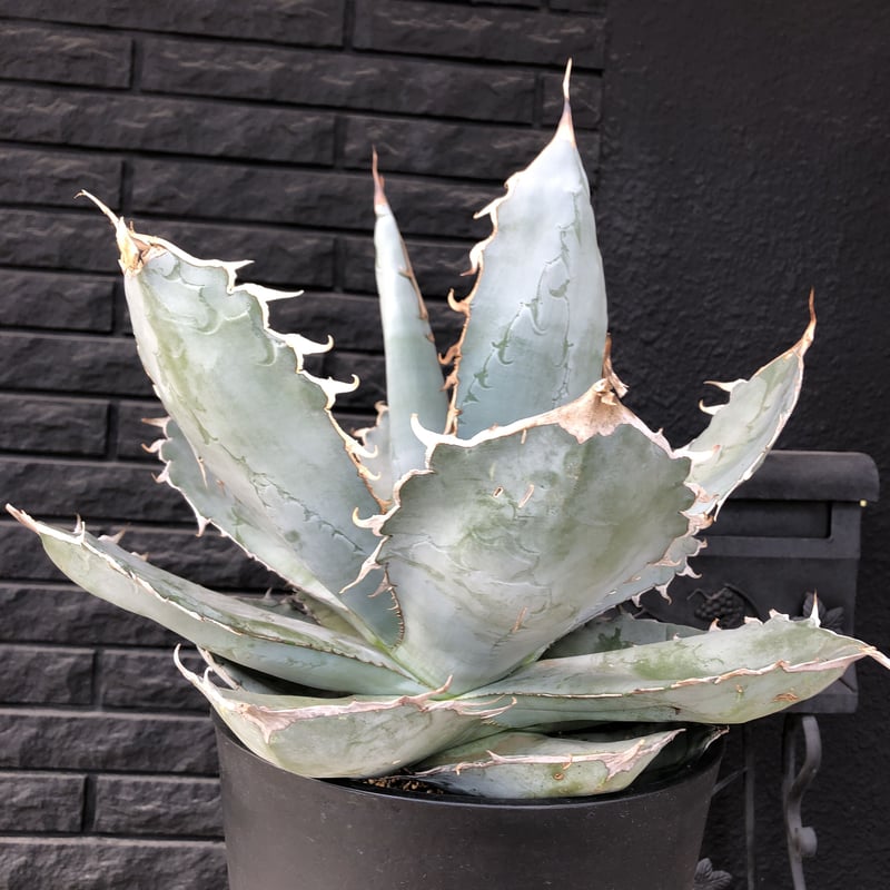 agave titanota whiteice《大きめLL size》※現地球発根済株※美し
