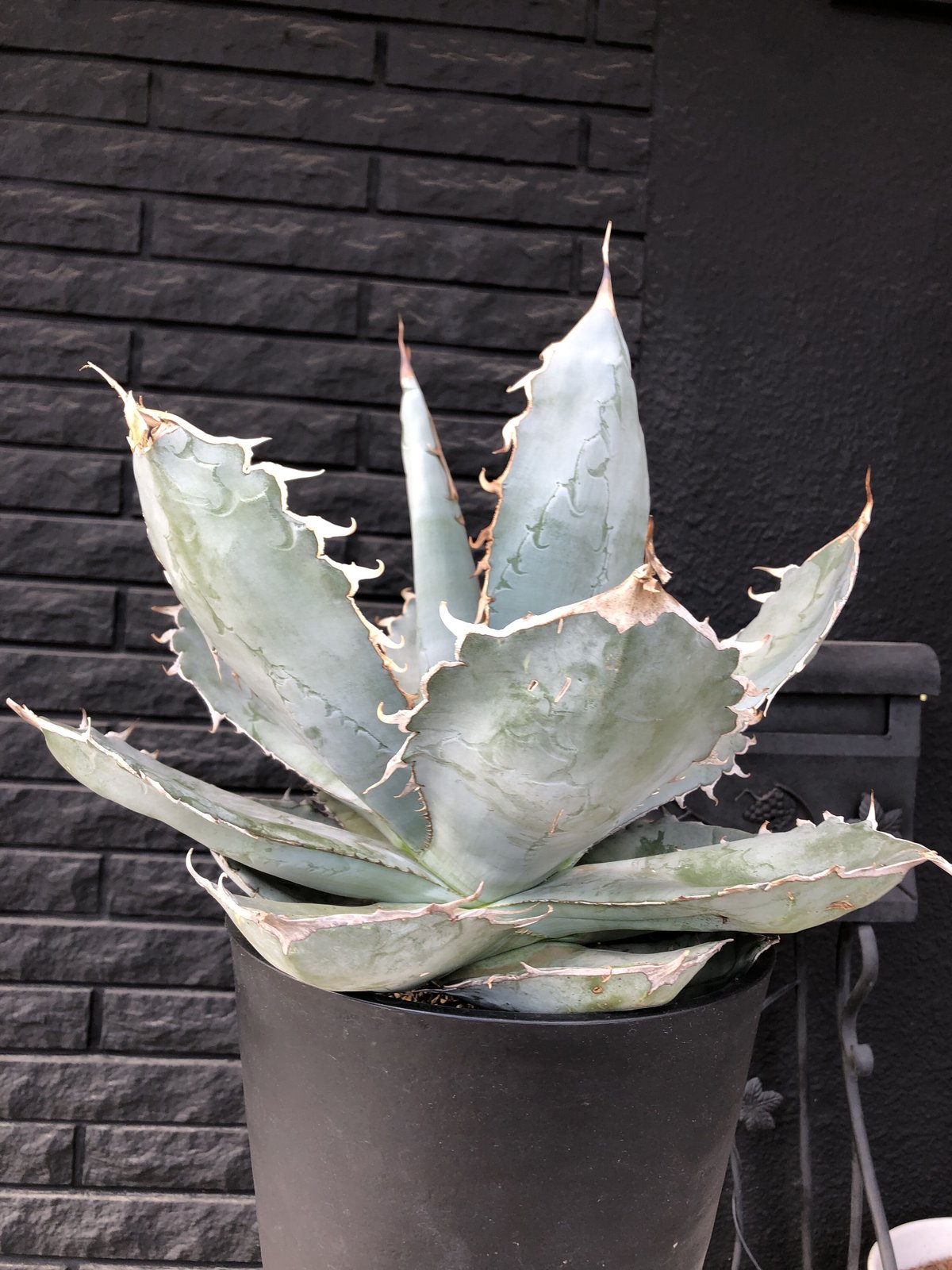 agave titanota whiteice《大きめLL size》※現地球発根済株※美し