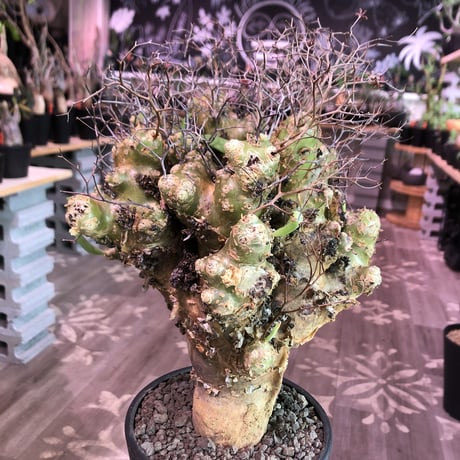 tylecodon    reticulatus《L L size》現地球発根済株※店主国内管理4年株※ヤバいほど太過ぎる株元に網目状な針の装い‼︎impact絶大※mad black pot植え