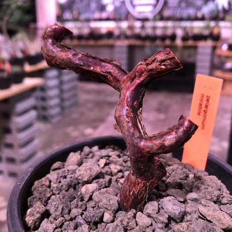 pelargonium  mirabile《M size》※今後輸入が厳しいアフリカ物‼︎誰もが愛おしく堪らないと感じる冬型の人気者※mad black bowl pot植えNo.⑤