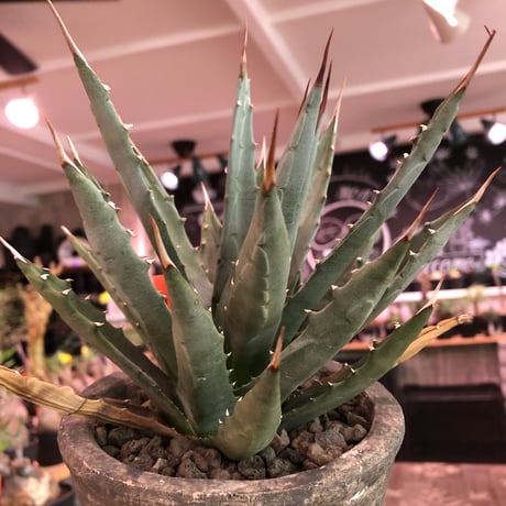 agave    utaensis  var, eborispina《大きめM size》※発根済株※良balance＆美しいエボリスピナ※陶器鉢植え