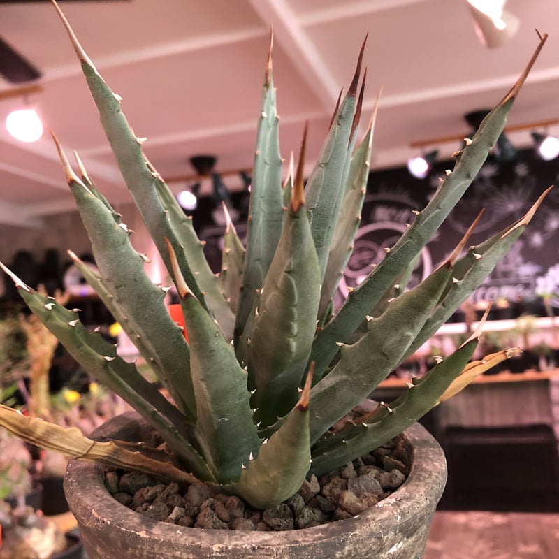 良形ユタエンシスエボリスピナ発根済み室内管理