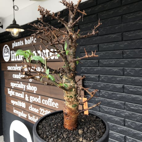 commiphora  eminii《L size》※現地球発根後店主国内管理3年株※渋く大変wildな棘&枝振りが堪らない良樹形な佇まい‼︎※mad black bowl pot植え