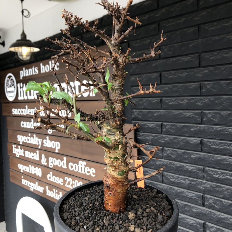 commiphora eminii《L size》※現地球発根後店主国内管理3年株※渋く大変