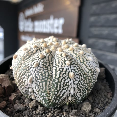 astrophytum asterias var.ミラクル兜《L size》大きめ且つ極白肌が堪らない‼︎希少兜※店主国内管理9年株  ※mad black bowl pot植え