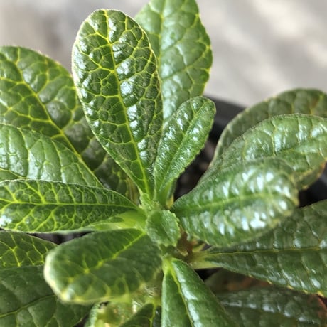 希少‼︎ dorstenia gigas《S size》littmon  seed🌱（実生株）※大変枝振り含め将来へ高期待できる激選抜株‼︎ ※mad black pot植え