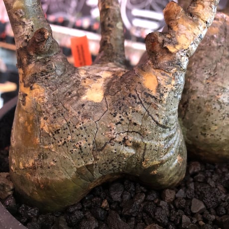 pachypodium gracilius 《大きめL size》※W-he'd株※現地球発根済株※店主国内管理4年株※良サイズ感‼︎アシンメトリーなニ分頭株※mad black bowl pot植え