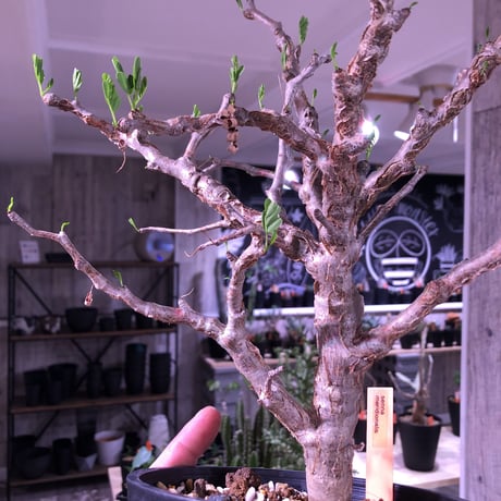 senna  meridionalis《L size》当店人気株‼︎