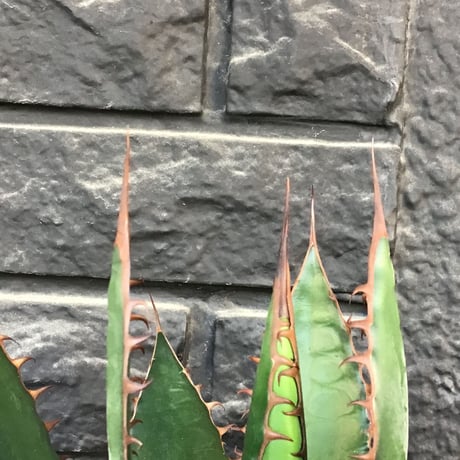 agave horrida《L L size》※現地球発根後店主国内管理3年株※締まり&樹形balance良きbigなホリダ※プラ浅鉢植え