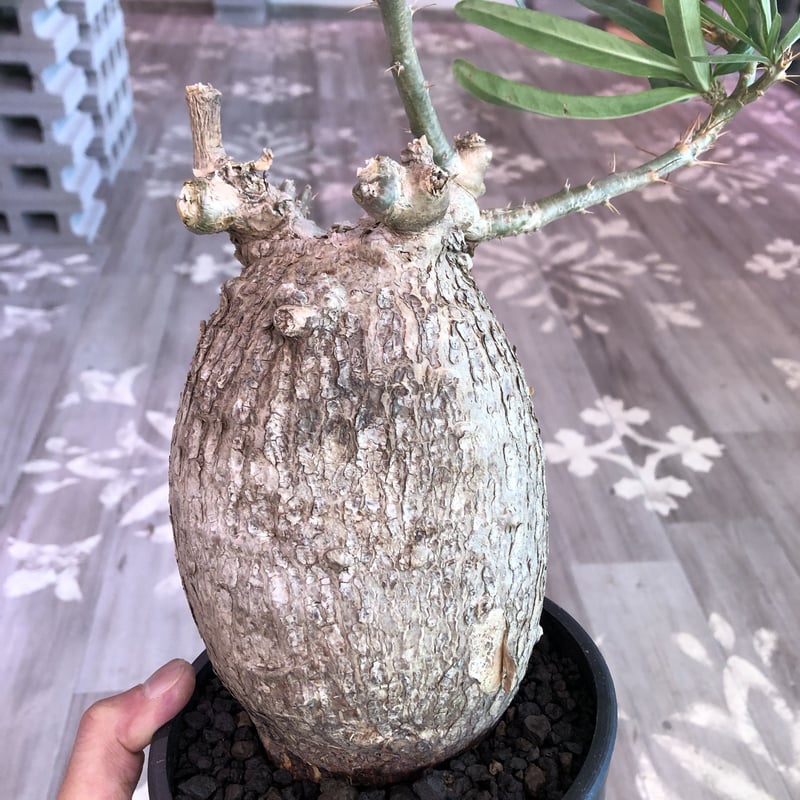 巨大　パキポディウムビスピノーサム　現地株　発根済み packypodium bispinosum《L size》現地球 発根済み株 ※店主