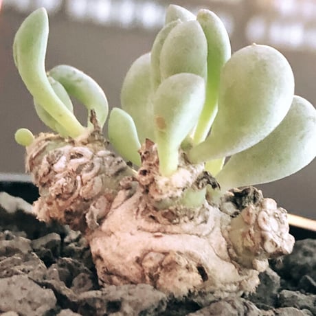 othonna clavifolia《小さめM size》激希少※現地球発根後店主国内管理2年株※個体激減し輸入厳しい中、小振りでも将来有望な低重心な良樹形※mad black pot植え