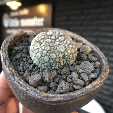 pseudolithos migiurtinus《大きめM size》驚愕‼︎激希少種※現地球発根後店主国内管理8年株※爬虫類や恐竜見たくwildな肌が堪らない‼︎※陶器浅鉢植え