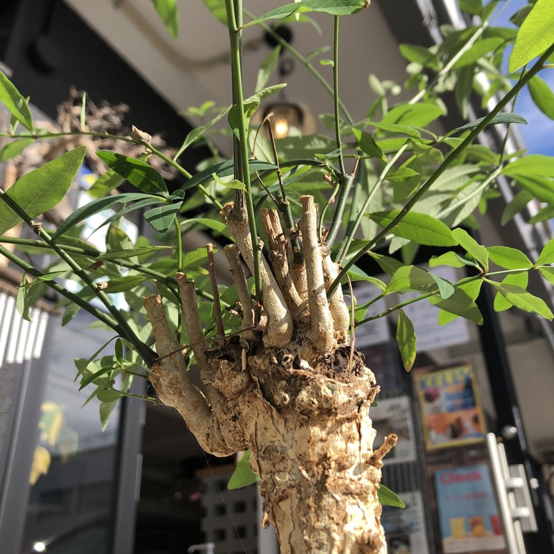 euphorbia mahabobokensis《L size》驚愕激希少種※マダガスカ