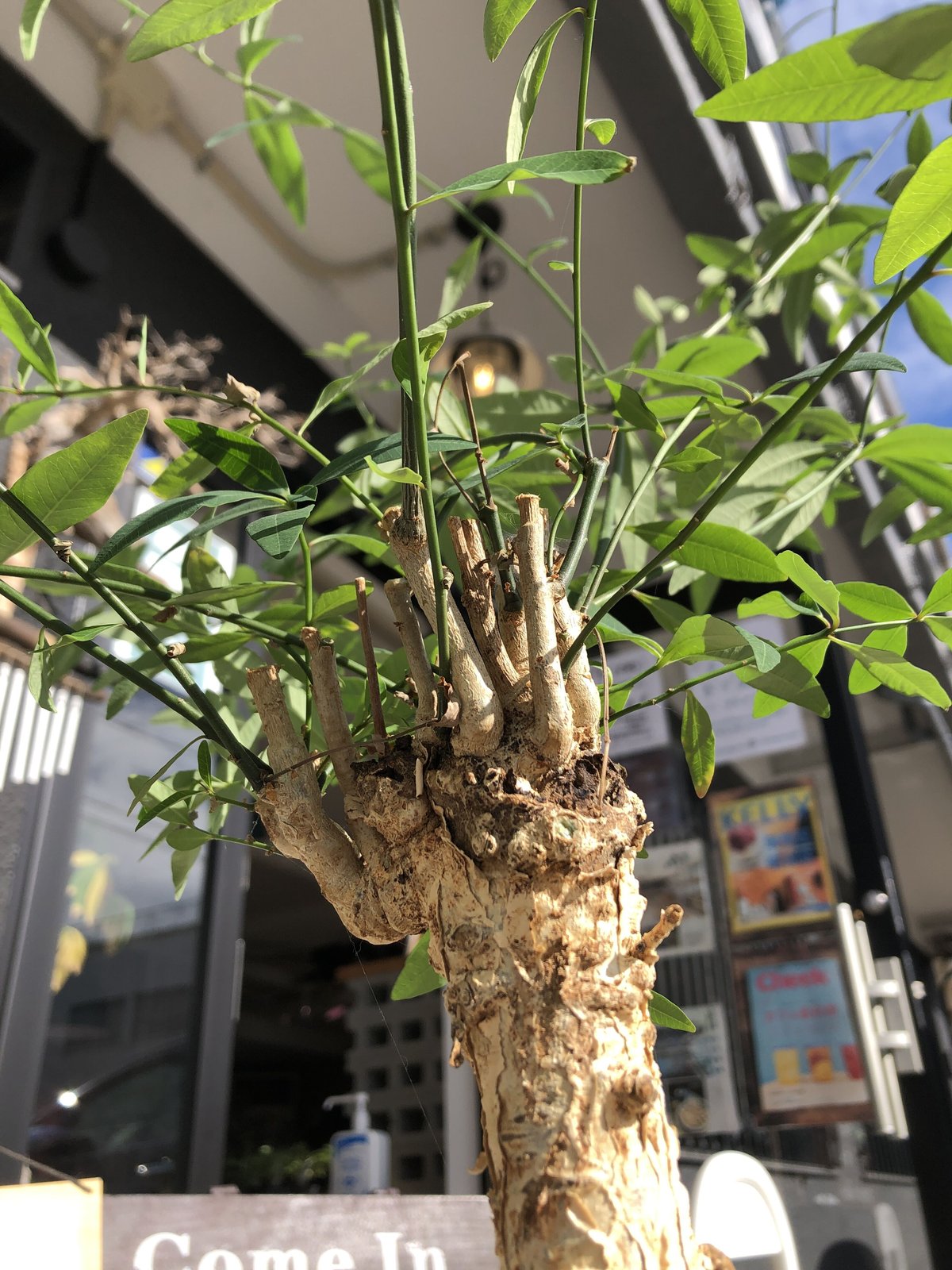 ユーフォルビア マハボボケンシス Euphorbia mahabobokenis ユーフォルビア マハボボケンシス Euphorbia mahabobokenis