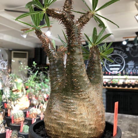 pachypodium gracilius《L size》※現地球株発根済※大きめで全方位A面な樹形バランス＆枝振りも抜群なgreen肌‼︎※black bowl pot植え