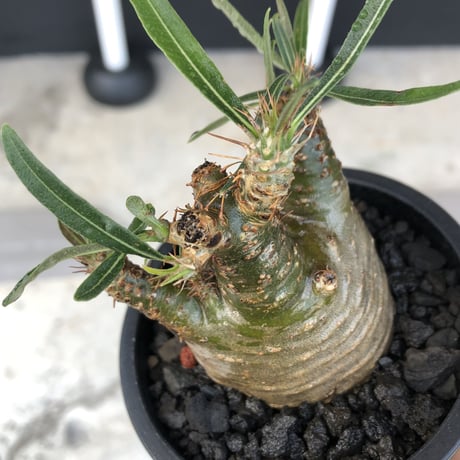 pachypodium  gracilius《大きめS size》激希少‼︎極green肌※現地球発根済株※店主国内管理2年株※手を開いたような良き枝振りな低重心樹形※mad black pot植え
