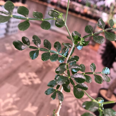 opercullicarya   packypus  littmon  seed🌱 《3年半株》幹も太く‼︎&枝振り樹形良きパキプス‼︎※mad black bowl pot植え※限定2株