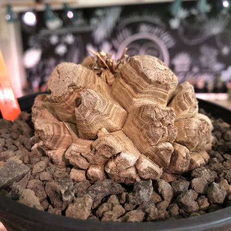 dioscorea elephantipes アフリカ亀甲竜《大きめM size》※今後輸入が厳しい南アフリカ物‼︎現地球らしい切れ目強き立体樹形の大きなwild亀さん※浅鉢植え※冬型種※限定2株