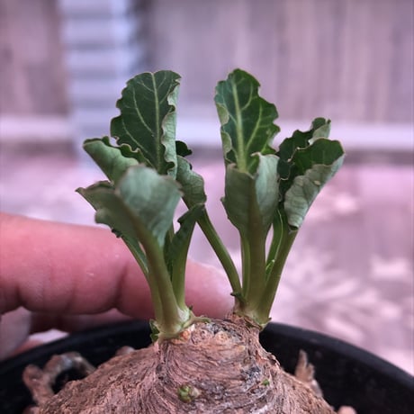 euphorbia    fish bone《M size》